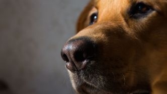 8 maladies que les chiens sont capables de flairer
