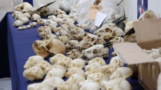 Des crânes de singe en zone de fret : à l'aéroport de Roissy, la douane découvre un nouveau trafic