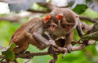 La pollution sonore provoquée par les activités humaines inciterait les singes à utiliser leur sens de l'odorat pour communiquer