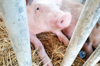 Foire de Koumac : des associations portent plainte pour maltraitance animale