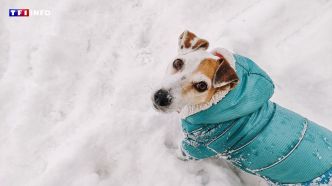 Faut-il habiller son chien pour sortir en hiver ?