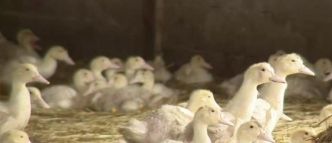 Le niveau de risque lié à la grippe aviaire sur le territoire métropolitain français a été relevé de "modéré" à "élevé" après la détection de "plusieurs foyers"