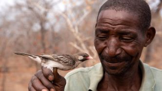 En Afrique, les chasseurs de miel et les oiseaux ont appris à se rendre service