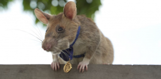 Un rat héroïque reçoit une médaille d'or