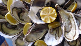 Huîtres interdites à la consommation: Avant le réveillon du 31 décembre, les producteurs d'huîtres de Méditerranée se veulent rassurants