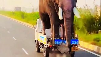 Transporter rapidement un éléphant