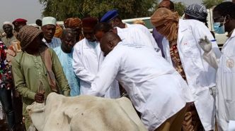 La campagne de vaccination conjointe de bétail contre la péripneumonie contagieuse bovine et la peste des petits ruminants lancée dans le Mayo-Kebbi ouest