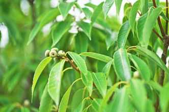 Quercus myrsinifolia : le chêne à feuilles de bambou