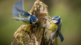 Biodiversité : comment participer à la grande opération annuelle de comptage des oiseaux