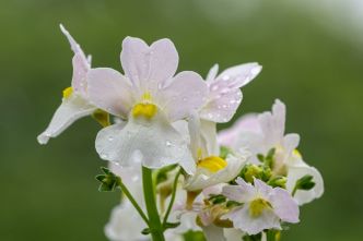 5 annuelles à fleurs blanches à semer en mars