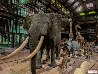 La Grande Galerie de l'Evolution, l'immense musée dédié aux animaux du monde entier, à Paris
