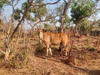Centrafrique : certaines espèces animales font leur retour dans le Sud-est dans laire gérée par Chinko (Autre presse)