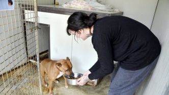 Narbonne : le refuge animalier affiche complet et refuse les nouvelles entrées