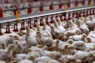 Importation massive de poulet : comment favoriser la filière française face à la concurrence ?