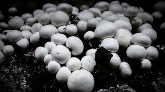 Bio ou innovant, le champignon origine France se réinvente
