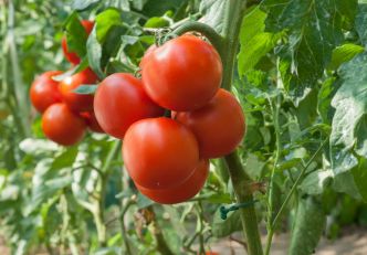 C'est le bon moment - grâce à ce geste essentiel fin mars vous obtiendrez de belles tomates cet été