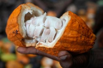 Le cacao dépasse 10'000 dollars la tonne, un nouveau record