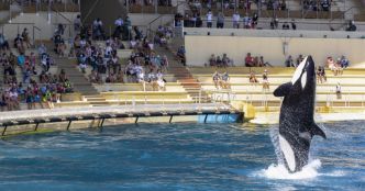 Antibes. Décès de l'orque Inouk à Marineland, cinq mois après la mort de Moana