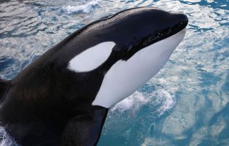 Parc animalier en France: Une deuxième orque meurt en moins d'un an au Marineland d'Antibes