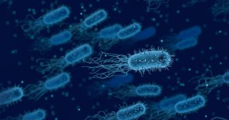 Une mutation de la bactérie E. coli la rend mortelle pour l'homme