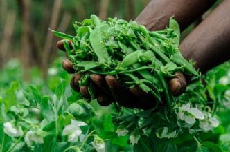 Maris Africa développera ses activités d'horticulture et de foresterie en Afrique de l'Est, grâce à l'appui de Proparco