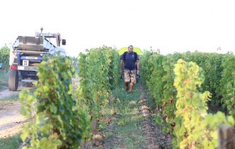 Bordeaux : Vers la fin des prix du vin « abusivement bas » ?