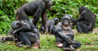 Les bonobos bagarreurs ont plus de succès auprès des femelles