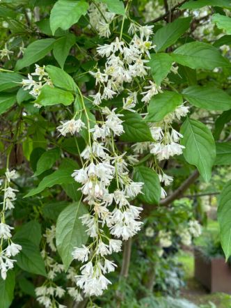 La floraison généreuse de l’arbre à franges (Chionanthus virginicus)