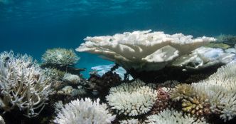 Un nouvel épisode planétaire de blanchissement des coraux est en cours
