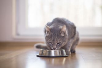 L'alimentation des chats : ce qu'il faut savoir ! 