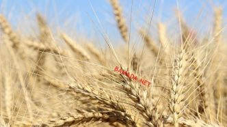 Le Mali s'apprête à importer 50.000 tonnes de blé russe