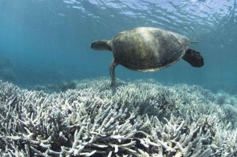 Australie : la Grande barrière de corail frappée par le pire épisode de blanchissement jamais observé