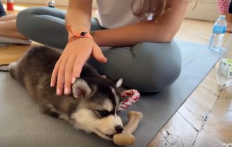 Puppy yoga : « C'est du cirque »... Derrière le côté mignon de la pratique, des risques pour la santé des chiots
