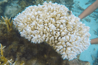Blanchissement massif du corail : la Polynésie française en première ligne