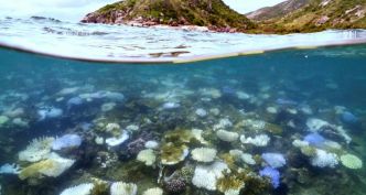 En Australie, la Grande barrière de corail plus menacée que jamais