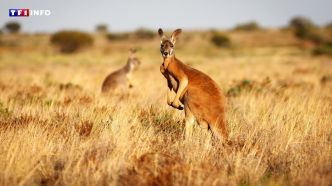 Australie : des squelettes de kangourous préhistoriques géants découverts  | TF1 INFO