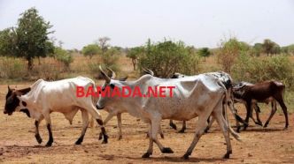 Kidal : Trois personnes impliquées dans le vol du bétail arrêtées