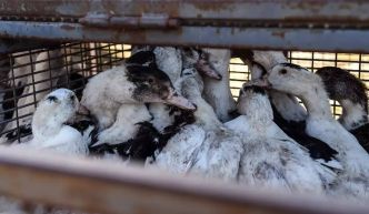 Elle est mortelle dans un cas sur deux: la transmission de la grippe aviaire H5N1 à l'homme "est une énorme inquiétude" pour l'OMS
