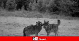 La louve Maxima de la meute des Hautes Fagnes retrouvée morte: la cause du décès est accidentelle