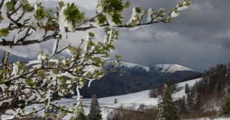 Météo. Retour de la neige dans les Vosges : la faune et la flore résistent