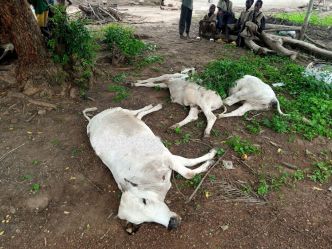 Des bœufs tués au fusil de chasse à Léconi, les Congolais soupçonnés