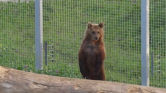Animaux : recueillie dans un refuge, une oursonne a été relâchée en Suisse