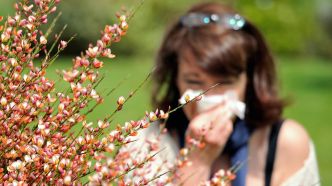 Allergies aux pollens: cinq conseils pour limiter les symptômes
