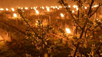 "Il faut mettre entre 250 et 400 bougies à l'hectare": face au gel tardif, ces producteurs de fruits et de vin usent de tous les moyens