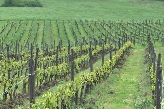 "S'il gèle, on peut tout perdre" : dans le Jura, le stress des vignerons, rivés au thermomètre