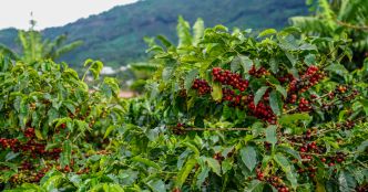 De nouvelles recommandations du Cirad pour évaluer l'impact environnemental du café