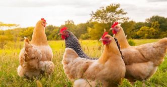 Grippe aviaire H5N1 : l'OMS retente le coup 15 ans après