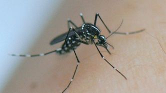 Dengue : un spécialiste des moustiques s'attend à une circulation du virus "plus importante" cet été avec les Jeux olympiques