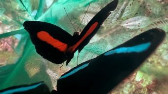 Crise climatique : en Équateur, la diminution des espèces de papillons capturées inquiète les scientifiques
