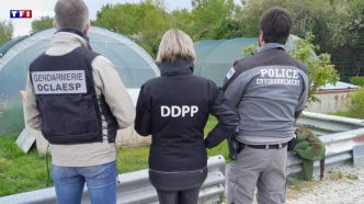 Haute-Garonne : soupçonnées de pratiques illégales dans un refuge de tortues, trois personnes placées en garde à vue  | TF1 INFO